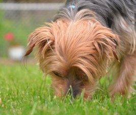 Picture of a Yorkshire Terrier dog sniffing the grass to illustrate Take a Sniffari
