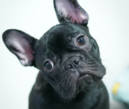 Picture of a French Bulldog tilting its head to illustrate Dogs Don't Get Maybe