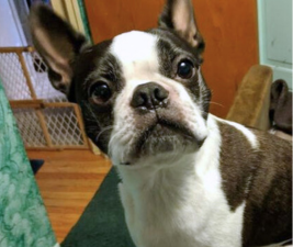 Picture of a Boston Terrier to illustrate best food for your dog