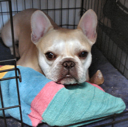 Picture of a fawn French Bulldog in a crate to illustrate Separation Anxiety