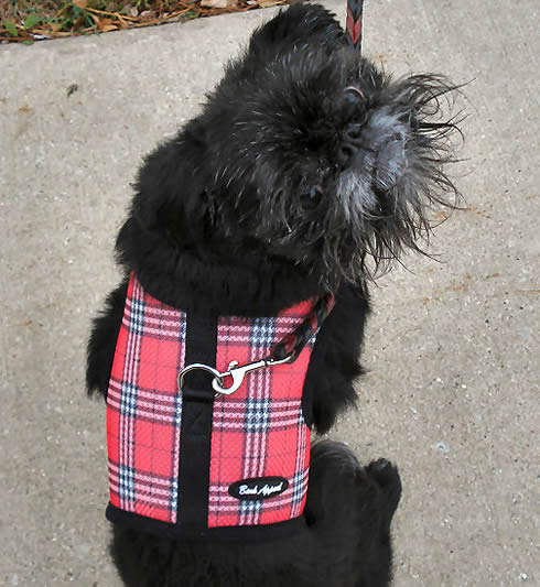 Picture of a Black Brussels Griffon dog wearing a red plaid harness to illustrate Get your dog to like wearing stuff.