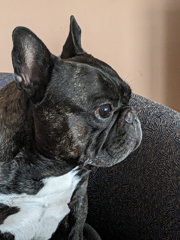 Picture of a brindle French Bulldog to illustrate Covid brain is a thing