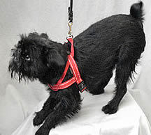 Black Brussels Griffon dog play-bowing to illustrate Throw Your Dog Away