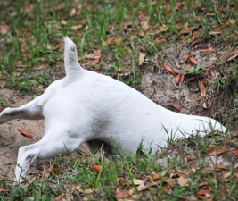 Picture of the back half of a small white dog digging to illustrate make dog life easier.
