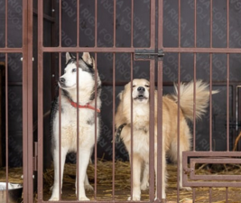 Picture of two dogs in a fenced enclosure to illustrate Rescue dogs.