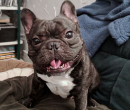 Picture of a brindle French Bulldog to illustrate Be Ready For A Dog Emergency