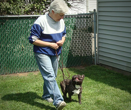 Picture of a woman and brindle French Bulldog heeling to illustrate do something with your dog