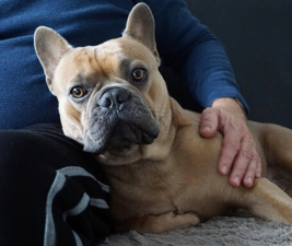 Picture of a fawn French Bulldog with a person's hand on its shoulder to illustrate easier without dogs.