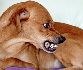 Picture of a brown dog curling its lip to illustrate resource guarding.