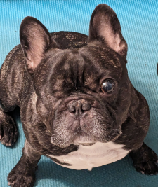 Picture of a one-eyed French Bulldog to illustrate don't let your dog know