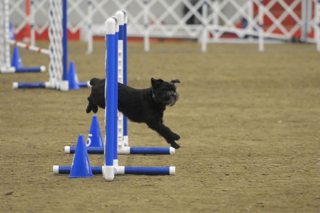 Picture of a Black Brussels Griffon taking an agility jump to illustrate dog sports.