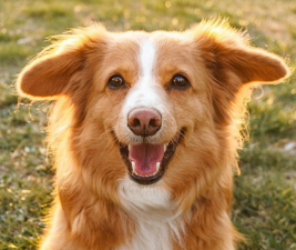 Picture of a brown and white dog smiling to illustrate happy dog