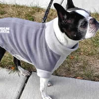 Booker the Boston Terrier wears the Gray Highline Fleece Coat for small dogs.