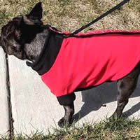 Torque the Frenchie wears the Red Rolling Bones Highline Fleece Coat for little dogs.