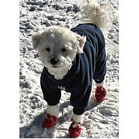 Pawz Disposable Boots for Dogs at Golly Gear are the perfect protection for dogs' paws.