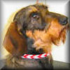 Hannah the Dachshund is styling in her Braided Leather Collar for Small Dogs.