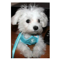 Baxter, Maltese puppy, in the EasyGo Harness for small dogs.