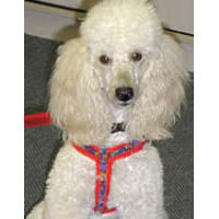 Coconut the Poodle is comfortable in the no-choke EZHarness & Leash Set for Small Dogs