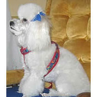 Hayley (Miniature Poodle) wearing the EZ Harness in Red