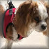 The EZ Wrap Harness is easy to put on your Papillon and comfortable for her!