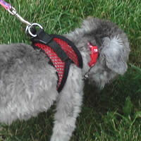EZ Wrap - easy-to-use, no-choke step-in harness for small dogs.