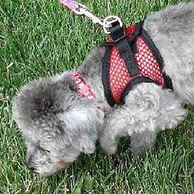 Luna can sniff at the end of her leash wearing the EZ Wrap Harness and not choke.