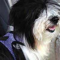 Maddie the Havanese wears her EZ Wrap Harness, strapped into her car seat for safety with no choking risk.