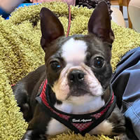 Boston Terrier Rocket finds the EZ Wrap Harness comfortable enough to lounge in at an Agility trial.