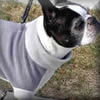 Booker the Boston Terrier wears the warm and copy Highline Fleece Coat for small dogs