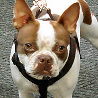 Boo the Boston Terrier in the Microfiber Step-in Harness. It's soft against his skin!