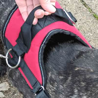The No-Pull Harness has a handle on top to grab your little dog.