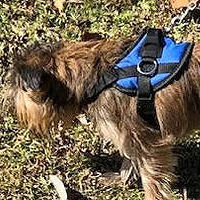 Henry the Brussels Griffon wears the Size Small. His mom has better control and doesn't yank on the leash any more.