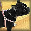 Cloth Step-in Harness & Leash Set