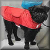 Stowaway Rain Jacket for Small Dogs