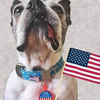 Sofa City Ecoplastic US Flag Dog ID Tag at Golly Gear