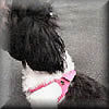 Choke-Free Shoulder Collar Harness for Japanese Chin