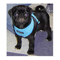Buddy the Pug is styling in his Soft Harness by Puppia
