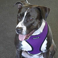 Keisha, Pit Bull mix in Size X Large.