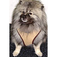 Whyit the Keeshond wears the comfy Soft Harness.
