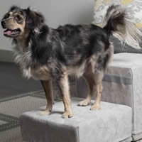 Royal Ramps 2 step unit in Platinum will help your small dog climb onto the bed.