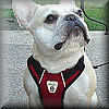 Vented Vest Harness at Golly Gear