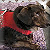 Dolly, the Dachshund influencer, relaxing in her Wrap-N-Go Harness for Small Dogs.