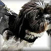 Shih Tzu wearing the escape-proof Wrap-N-Go Harness for small dogs.